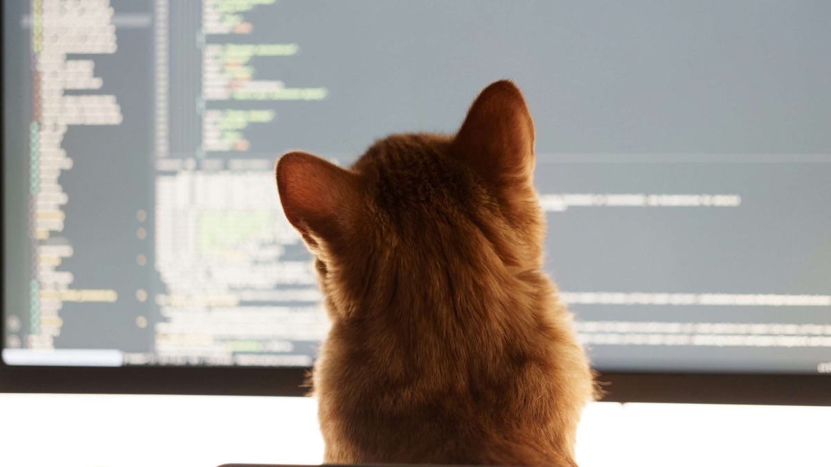 Cats vs Robots: Was KI von Katzen lernen kann